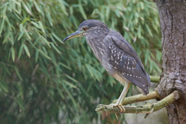 Nachtreiher - Vogelpark Eckenhagen