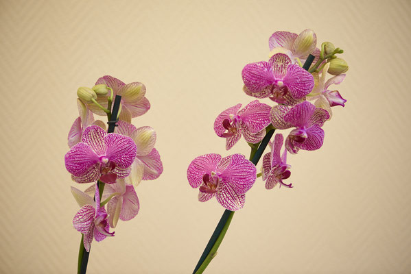 Orchidee