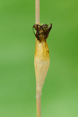 Leerer Kokon / Puppe vom Sechsfleck-Widderchen