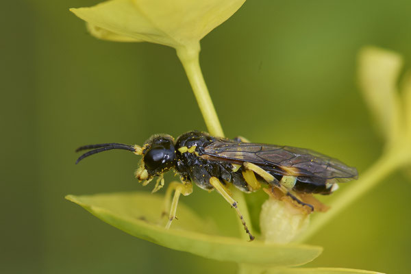 Nr.0425 - ? Macrophya montana ? /  Blattwespe - OB Neue Mitte 2 - 51°29`16.15" 6°53`51.80" - (02.05.2019)