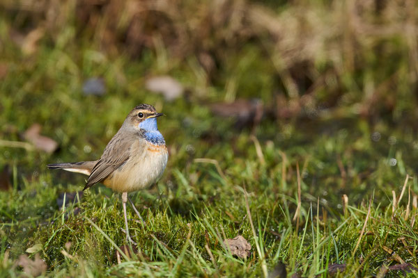 Blaukehlchen