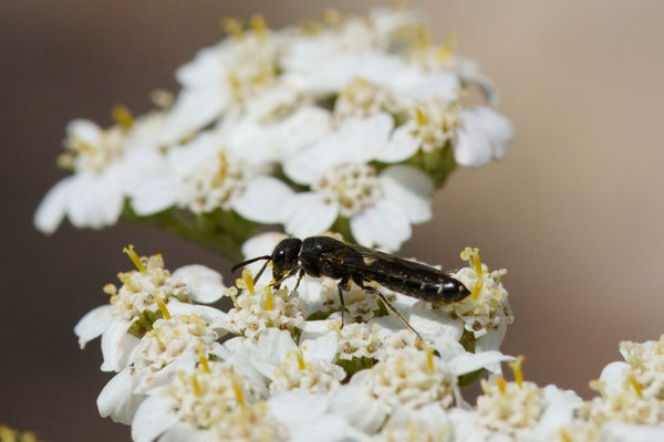 Sapygina decemguttata - Garten