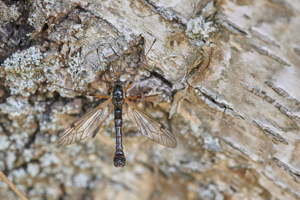 Nr.0553 - Ctenophora pectinicornis / Kammschnake - Venner Moor - 51°51`45.78" 7°32`15.30" - (19.05.2019)