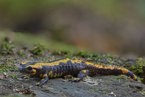 Feuersalamander