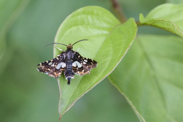 Waldreben-Fensterfleckchen