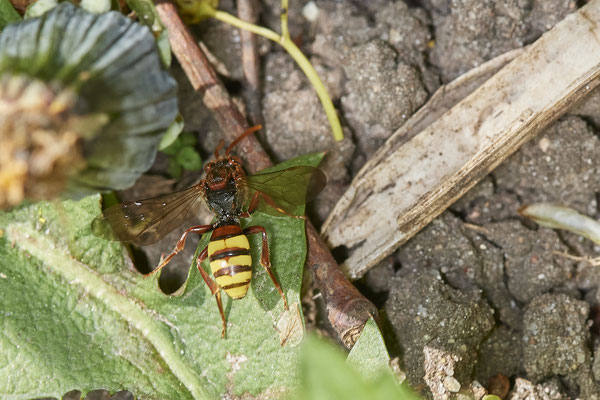 Nomada flava w - OB - Eingang zur Hühnerheide - 51°32`25.52" 6°48`04.49" - (28.04.2021)