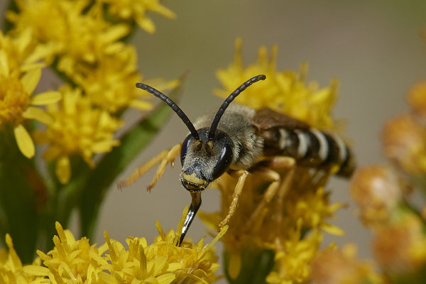 Nr.17/14 - Halictus scabiosae - OB/E-LMB - (16.10.2018)