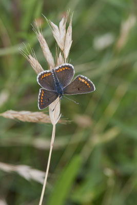 Aricia agestis / Kleiner Sonnenröschen-Bläuling - Rheindeich DIN Emschermündung - (21.07.2021)