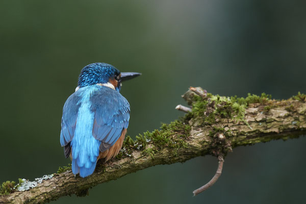 Serie vom Eisvogelmann - heute im Garten - (25.11.2019)