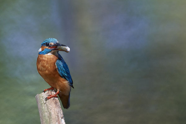 Eisvogel - Nur das Männchen ist zu sehen, und fast immer mit einem Fisch.  Das Weibchen sitzt wahrscheinlich in einer der 2 Bruthöhlen - (09.08.2020)