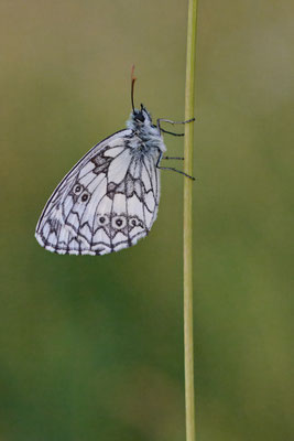 Schachbrettfalter