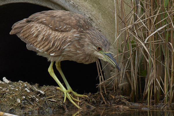 Nachtreiher Jugendkleid ( Naturpark Albufera )
