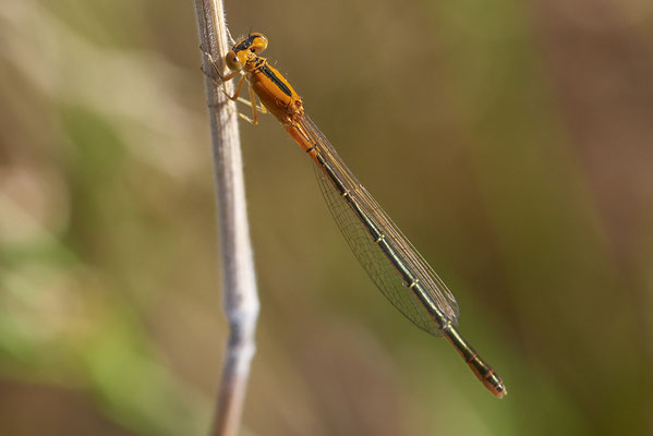 Kleine Pechlibelle