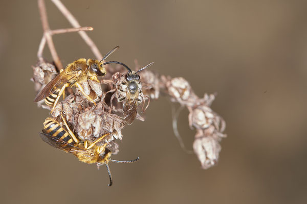 Nr.0895 - Halictus scabiosae / Gelbbindige-Furchenbiene - OB LMB - 51°29`11.55" 6°53`53.48" - (27.06.2019)