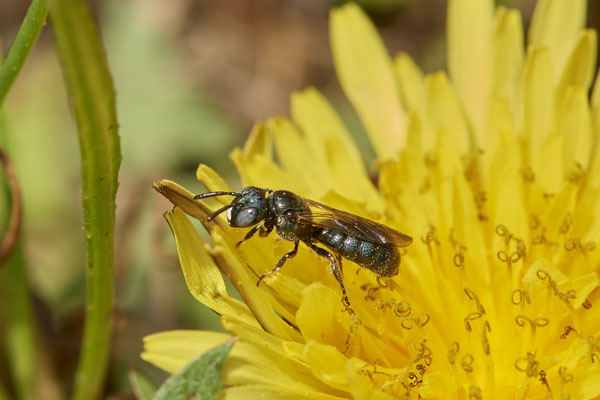 Nr.0352 - Ceratina chalybea - Keulhornbiene - OB LMB - 51°29`11.55" 6°53`53.48" - (30.04.2019)