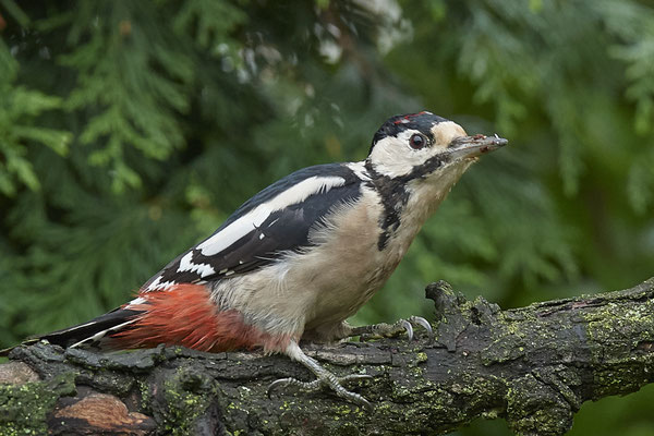 Buntspecht - OB Garten - (04.09.2020)