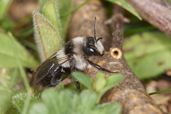 Nr.0089 - Andrena cineraria - DU - Landschaftspark-Nord - 51°29`05.93" 6°47`10.74" - (29.03.2019)