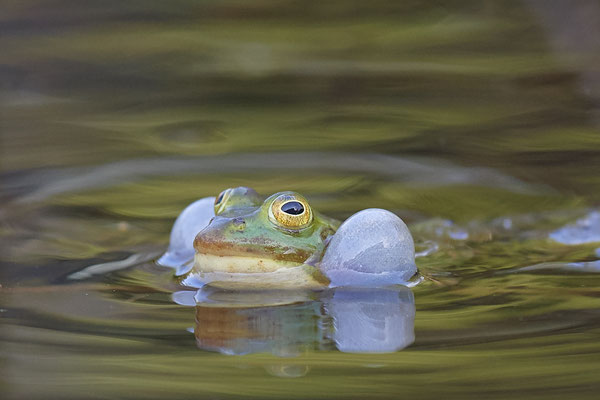 Teichfrosch