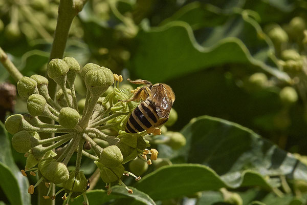 Nr. 5-2/01 - Colletes hederae (Efeu-Seidenbiene) - Oberhausen-Schmachtendorf Hiesfelderstraße (24.09.2018)