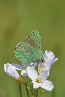 Grüner Zipfenfalter -NL - (09.05.2022)