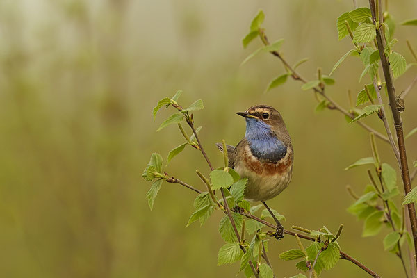 Blaukehlchen - Wanderung durchs Moor
