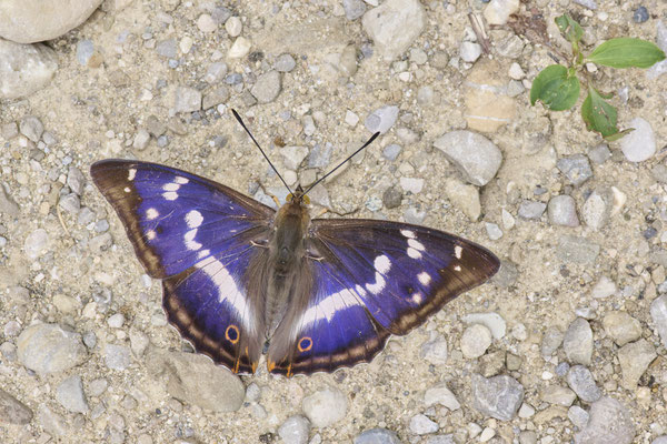 Großer Schillerfalter - (Urlaub im Allgäu / Bayern vom  30.06. bis 09.07.2023)