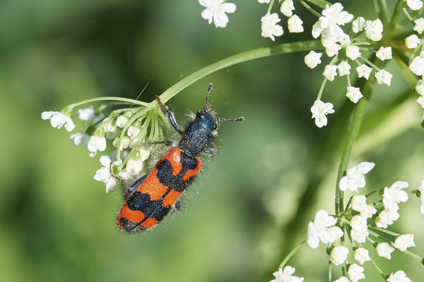 Trichodes alvearius / Zottiger Bienenkäfer - Gefährdet - RL 3 / Besonders geschützt nach BNatSchG  bzw.  BArtSchV - Vom 13.6. bis 20.6.2021 Urlaub im Allgäu