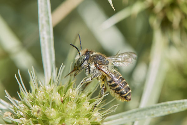 Nr.1238 - Megachile pilidens / Filzzahn-Blattschneiderbiene - DU-Walsum Rheindeich - 51°31`50.66"  6°41`54.13" - (30.08.2019)