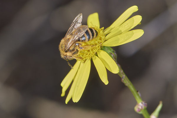 Nr.21-3/04 - Andrena flavipes W - OB LMB (08.11.2018)