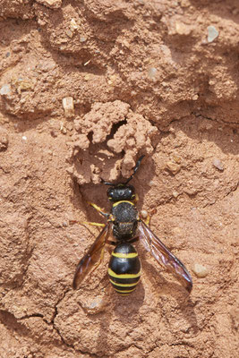 Nr.0596 - Odynerus spinipes / Gemeine Schornsteinwespe - Nabu-Naturschutzhof Nettetal - 51°19`29.92" 6°15`01.26" - (23.05.2019)