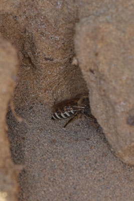 Nr.12/08 - Colletes hederae: Nesthöhle 2 von ca. >50 Nestern - OB Läppkes Mühlenbach (10.10.2018)