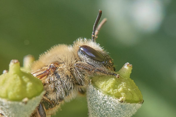 Nr.09/15 - Colletes hederae (Efeu-Seidenbiene) - OB Lübeckerstr. 6 (05.10.2018)