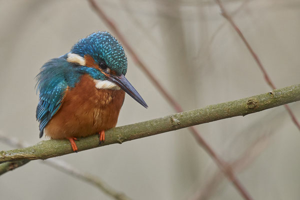 Eisvogel in den Mülheimer Ruhrauen - (01.02.2019)