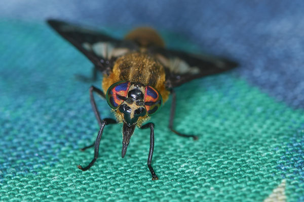 Nr.0685 - Chrysops relictus / Goldaugenbremse - OB im Garten - 51°31`49.60" 6°50`56.50" - (16.06.2019)