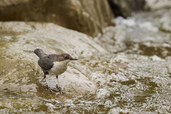 Nochmal ein paar Fotos von der jungen Wasseramsel