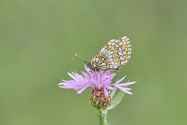 Wachtelweizen-Scheckenfalter - (Urlaub im Allgäu / Bayern vom  08.07. bis 17.07.2022)
