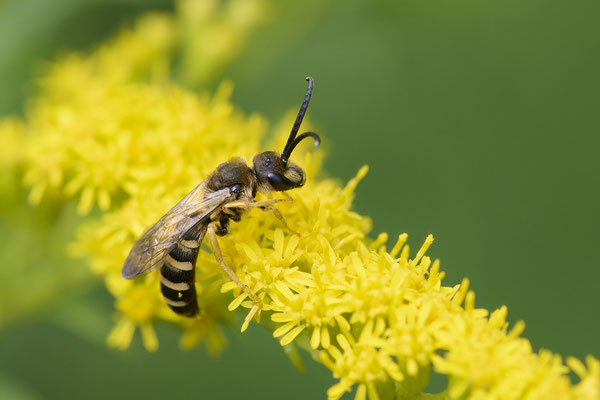 Halictus scabiosae