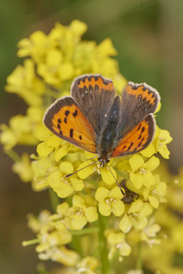 Feuerfalter - OB LMB - (02.05.2019)