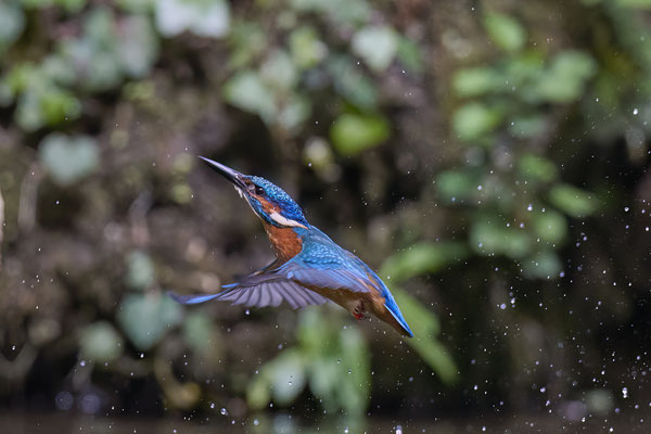Eisvogel
