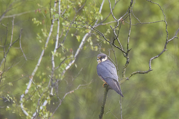 Baumfalke