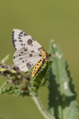 Ulmen-Fleckenspanner