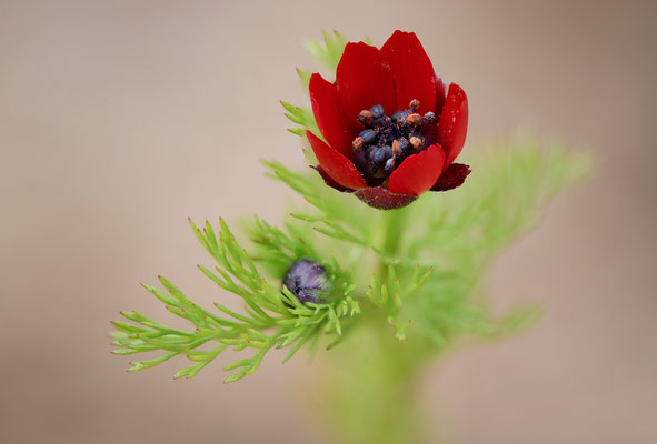 Nr.0547 - Foto um 09:10 - Adonis aestivalis / Sommer-Adonisröschen OB LMB - 51°29`11.55" 6°53`53.48" - (18.05.2019)