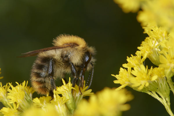 Nr.17/19 - Ackerhummel - OB/E-LMB - (16.10.2018)