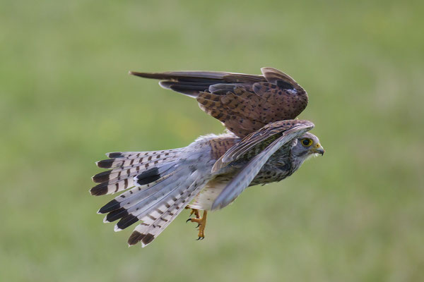 Turmfalke - Serie Flugfotos