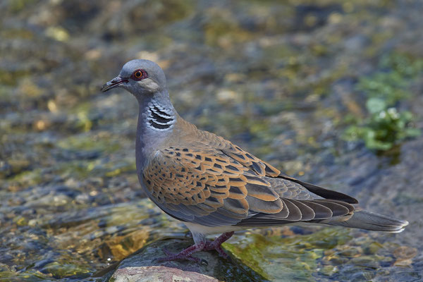 Turteltaube - Vogel des Jahres 2020 - Oberrotweil am Kaiserstuhl - (27.06.2020)