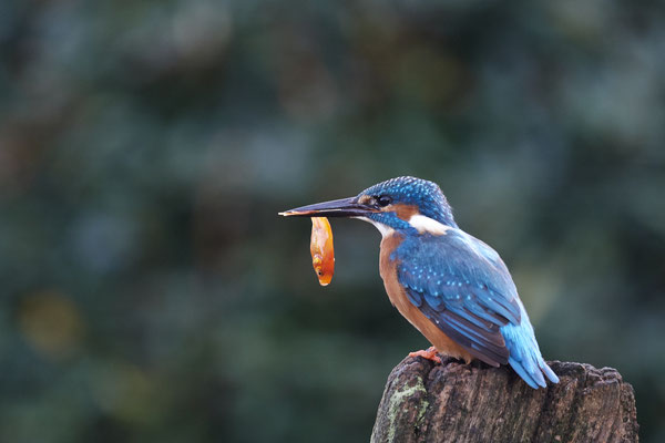 Eisvogel - Männchen war schon um 8:10 Uhr im Garten - (03.11.2019)