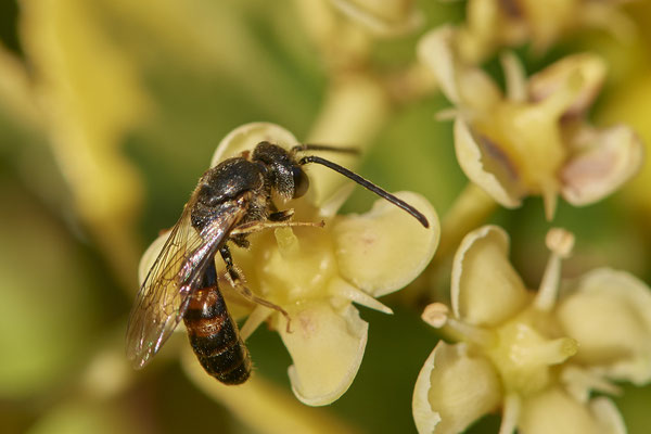 Nr.1049 - Lasioglossum albipes-m / Weißbeinige Schmalbiene - OB im Garten - 51°31`49.60" 6°50`56.50" - (29.07.2019)