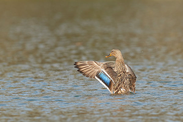 Stockente Weibchen