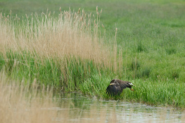 Seeadler