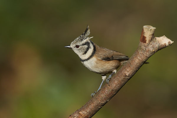 Haubenmeise - heute bei schönem Wetter mit Fotokollegen im Rombergpark Dortmund - (12.11.2021)